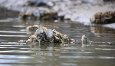 Texas Gulf oysters show signs of stress as microplastics turn up in nearly all tested