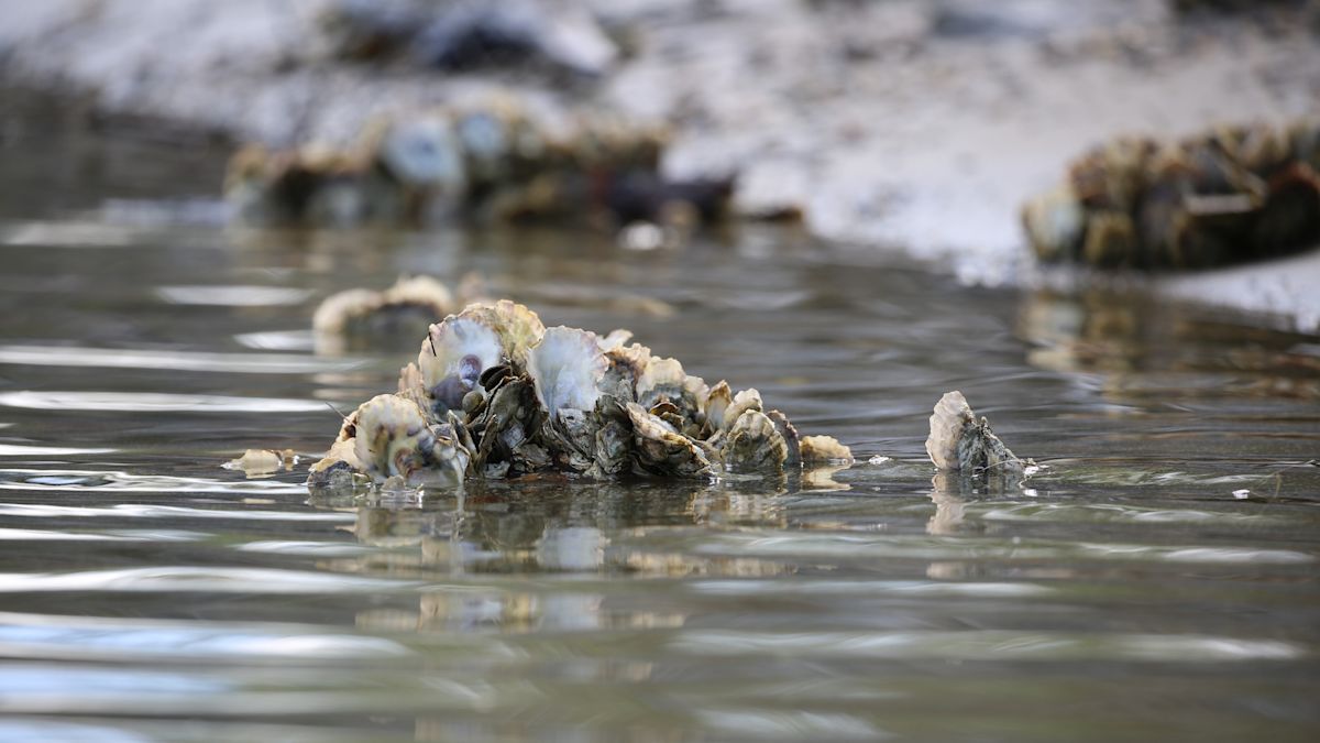 Texas Gulf oysters show signs of stress as microplastics turn up in nearly all tested