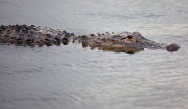 Texas Game wardens offer $1,000 reward in Fort Worth alligator shootings