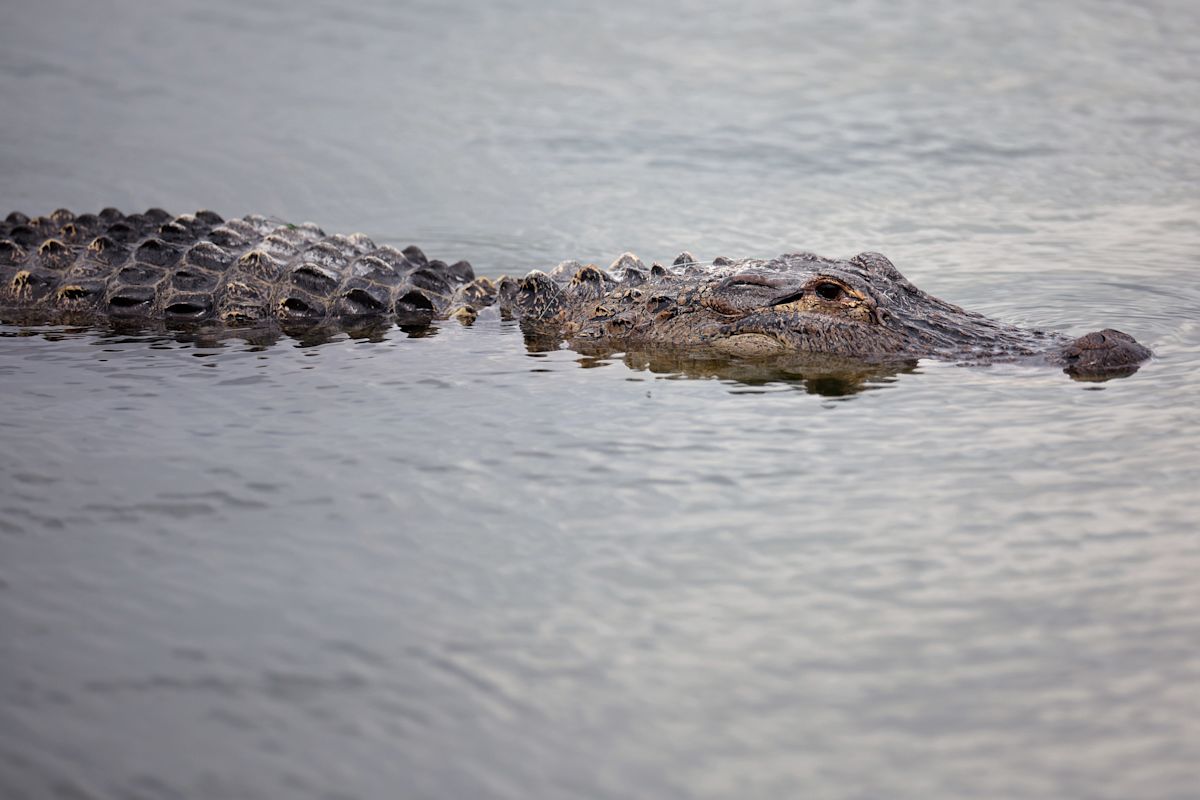Texas Game wardens offer $1,000 reward in Fort Worth alligator shootings