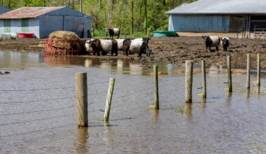 Heavy rains in causing flooding in the Midwest causing problems for grain and cattle farmers. These cattle have moved up to dry ground as water levels quickly rise. (iStock │ #1147191171 - JJ Gouin)