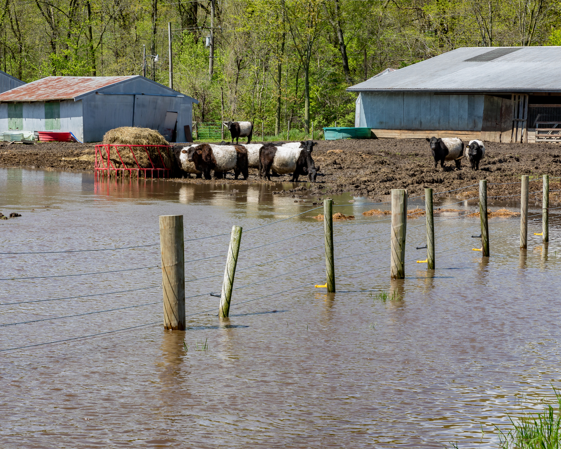 Heavy rains in causing flooding in the Midwest causing problems for grain and cattle farmers. These cattle have moved up to dry ground as water levels quickly rise. (iStock │ #1147191171 - JJ Gouin)