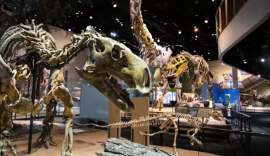 Dinosaurs Once Roamed North Texas — Meet The Scientists Still Finding Their Fossils - Local Profile