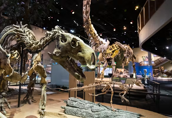Dinosaurs Once Roamed North Texas — Meet The Scientists Still Finding Their Fossils - Local Profile