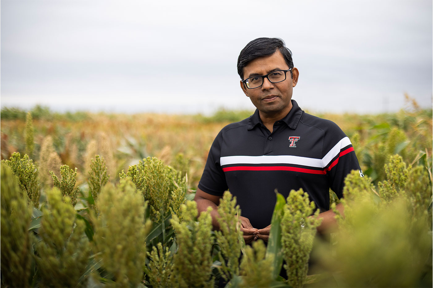 Texas Tech researcher, Krishna Jagadish, stands in a sorghum field while conducting agricultural research.