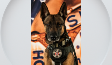 Colorado K-9 killed after reportedly attacking someone
