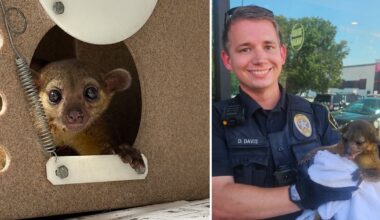 North Richland Hills police officer rescues exotic kinkajou from summer heat