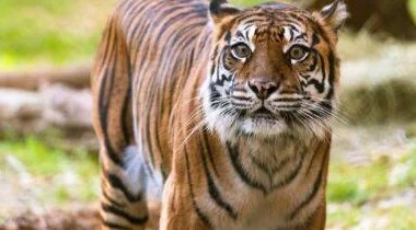 Melati, Dallas Zoo's 20-year-old "supermodel" Sumatran tiger, euthanized after age-related decline