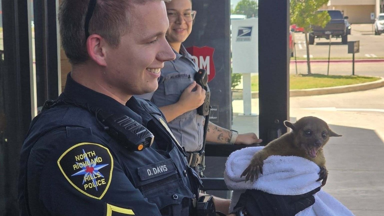 Kangaroo or Monkey? Texas Cops Rescue Mystery Creature With Burned Paws
