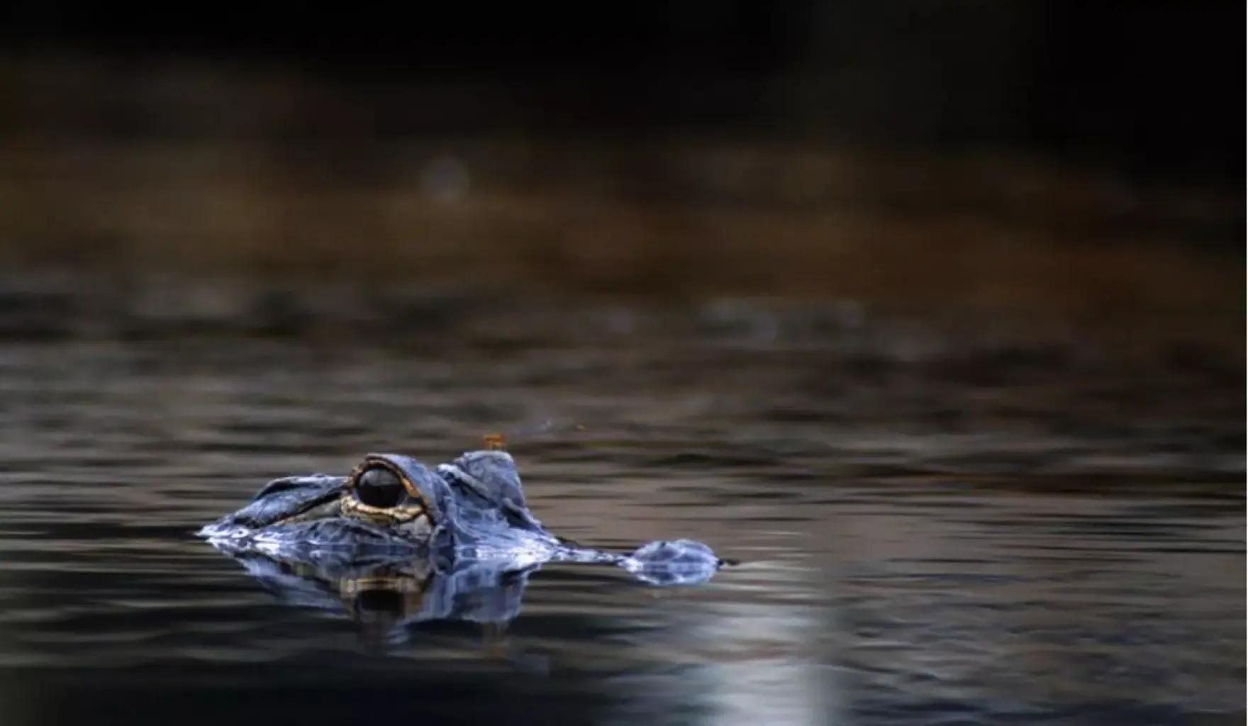 3 alligators shot in Fort Worth nature preserve, reward offered