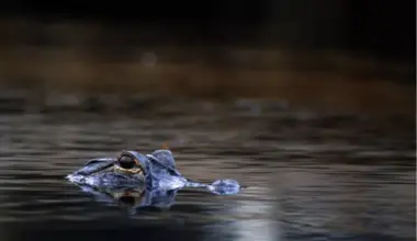 3 alligators shot in Fort Worth nature preserve, reward offered