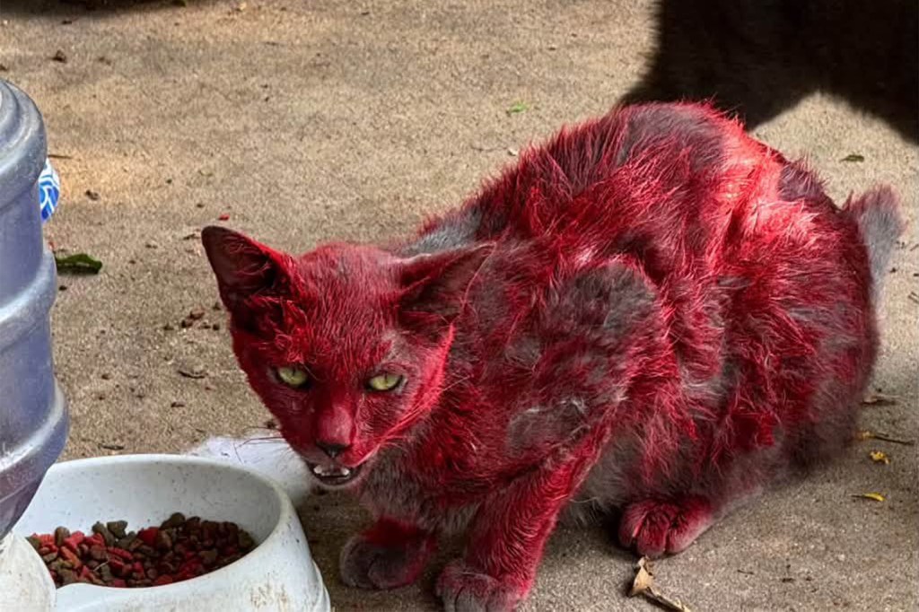 A gray cat with its fur matted with red dye, sitting by a bowl of food.