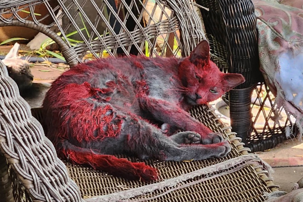A gray cat with large patches of red dye on its fur rests on a wicker chair.