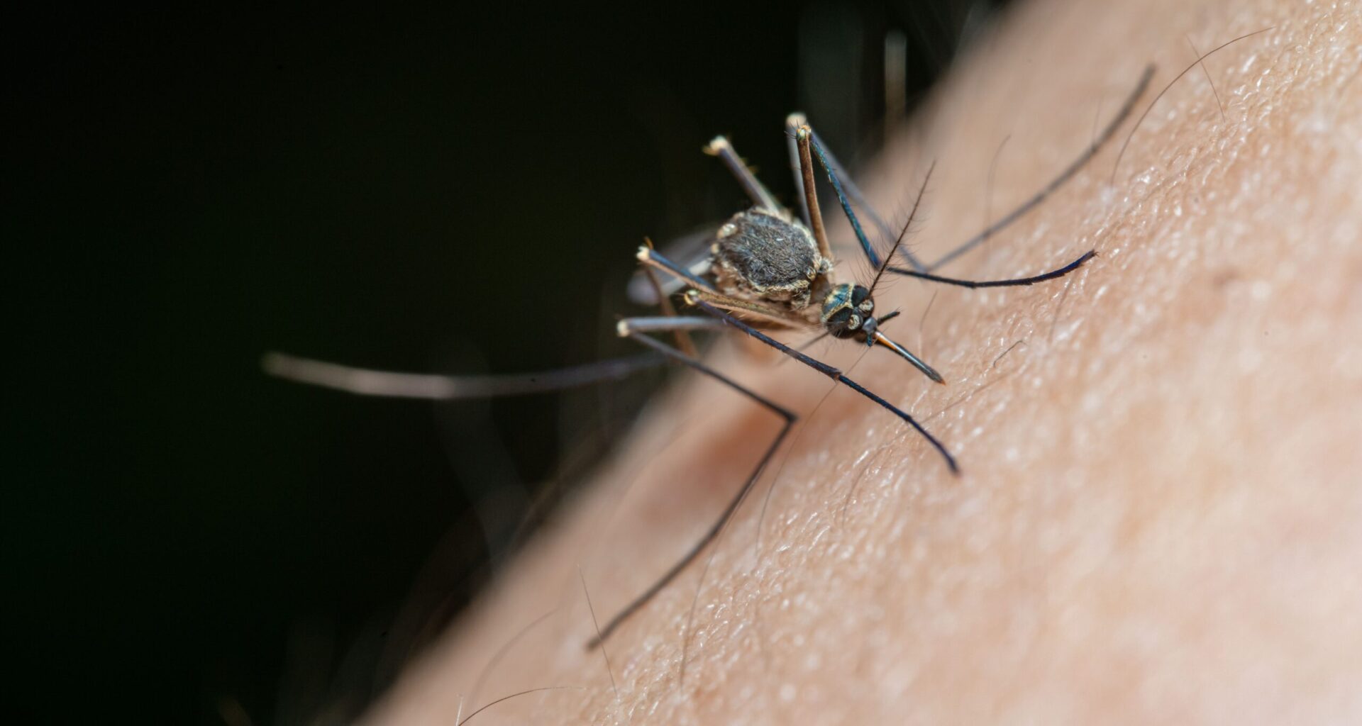 City of El Paso reports first West Nile virus death of 2026