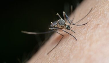 City of El Paso reports first West Nile virus death of 2026