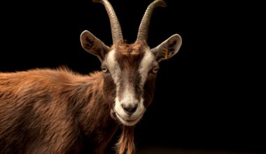 Texas: Anthrax reported in Edwards County goat