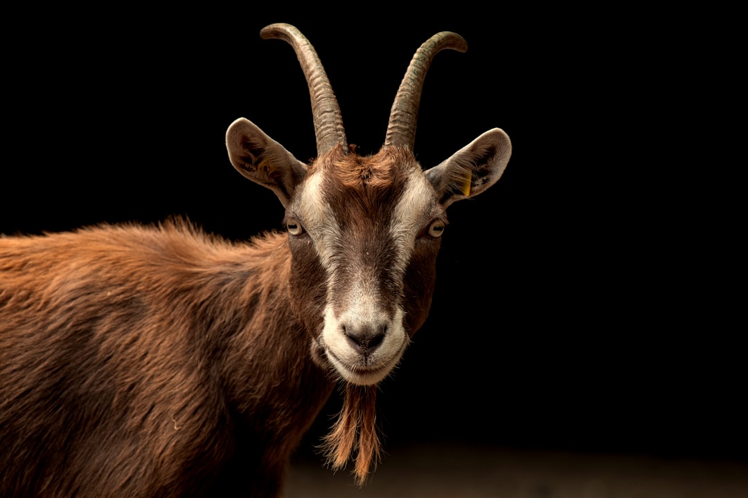 Texas: Anthrax reported in Edwards County goat