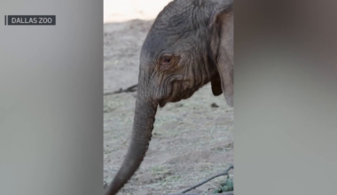 Dallas Zoo video shows a new baby elephant – NBC 5 Dallas-Fort Worth