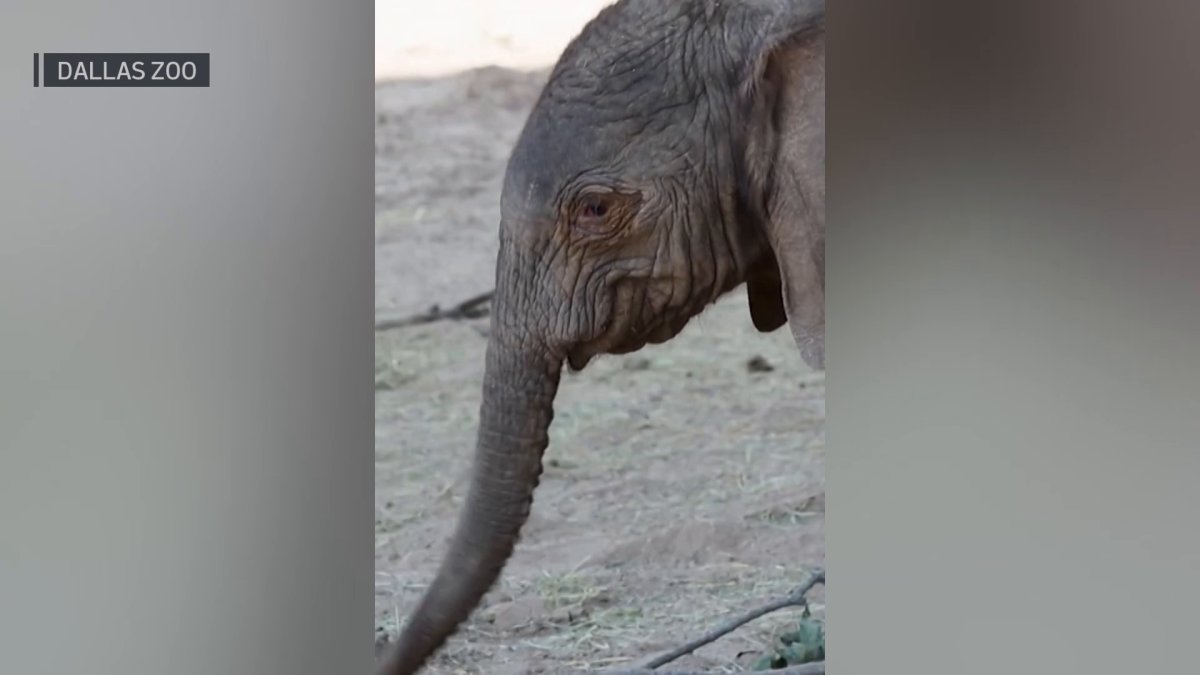 Dallas Zoo video shows a new baby elephant – NBC 5 Dallas-Fort Worth
