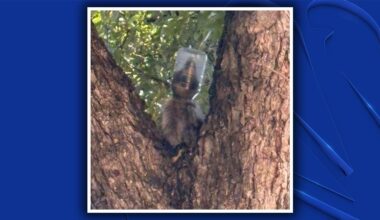 Dallas raccoon rescued after mayo jar stuck on her head for days – NBC 5 Dallas-Fort Worth