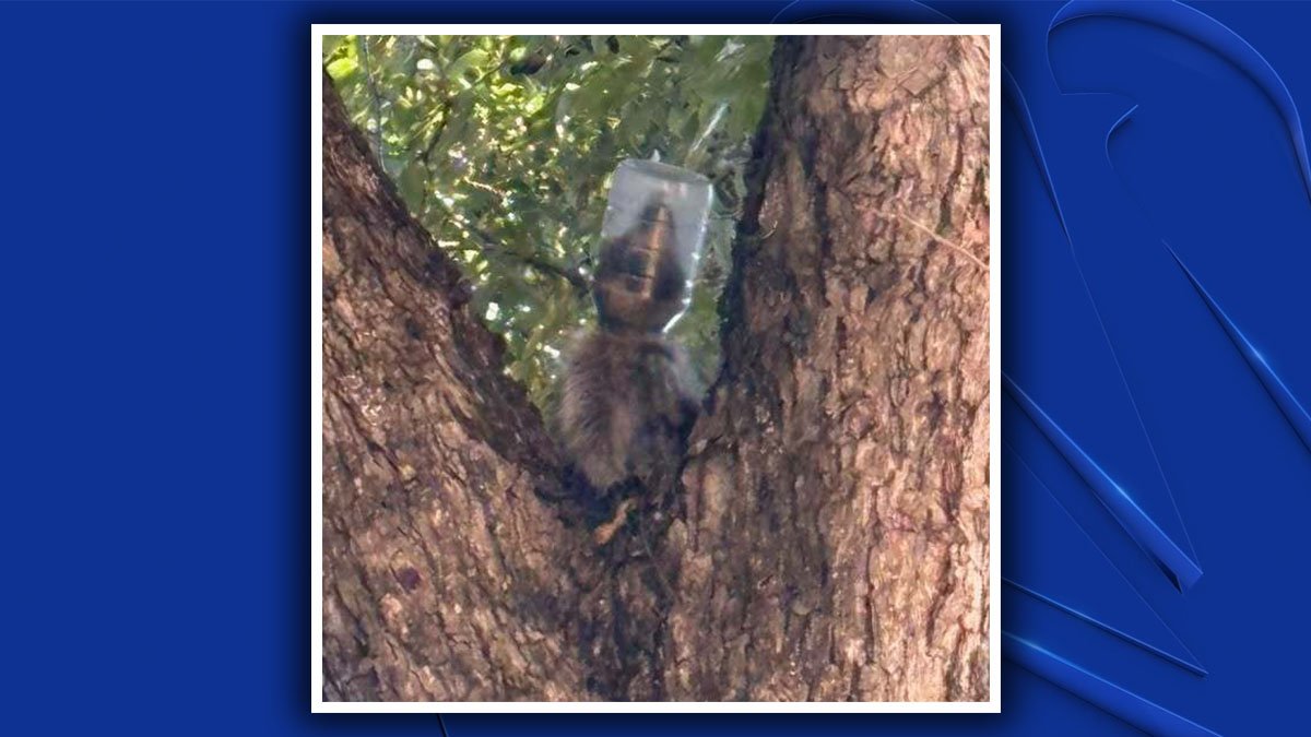 Dallas raccoon rescued after mayo jar stuck on her head for days – NBC 5 Dallas-Fort Worth