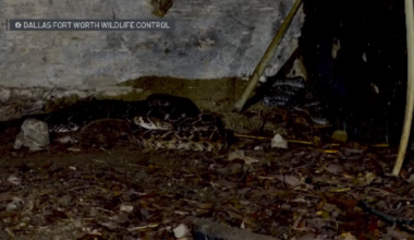 Nearly two dozen rattlesnakes found under Aledo home – NBC 5 Dallas-Fort Worth