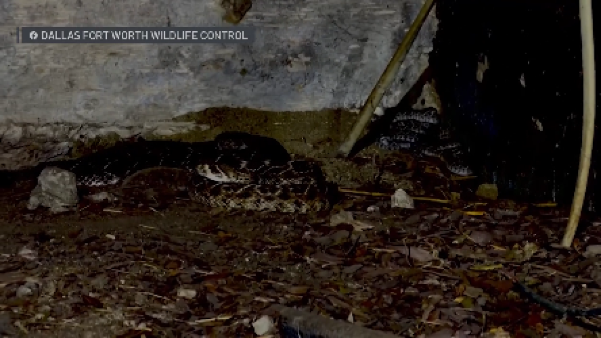 Nearly two dozen rattlesnakes found under Aledo home – NBC 5 Dallas-Fort Worth