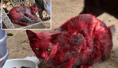 Texas animal rescuers warn residents not to help cat covered in red dye