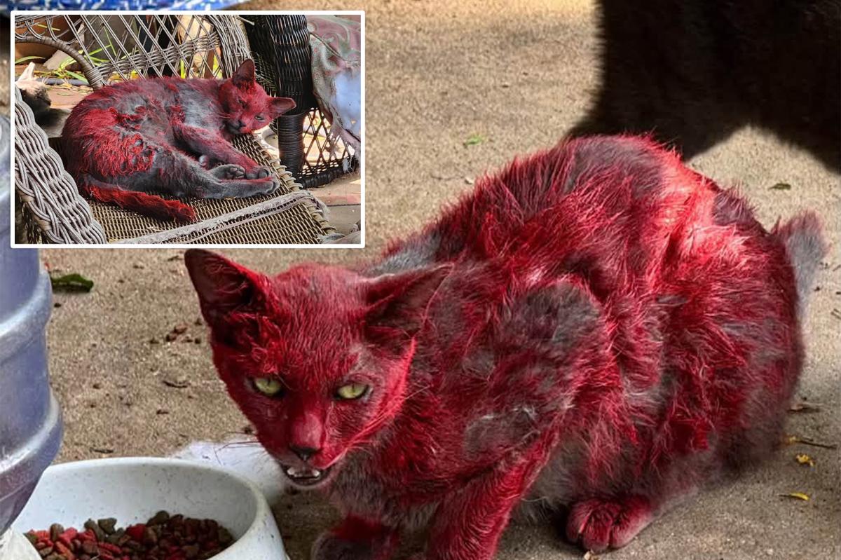 Texas animal rescuers warn residents not to help cat covered in red dye