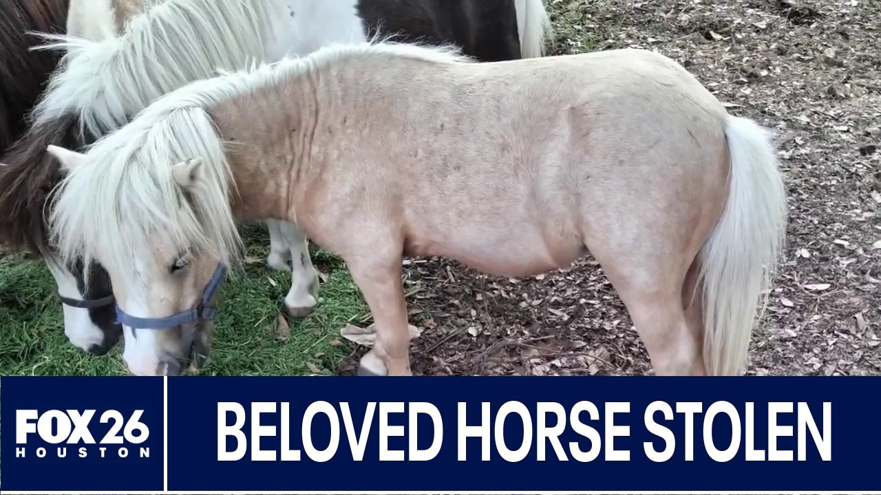 Search continues for stolen miniature horse