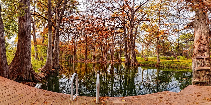Cypress trees over the swimming hole at Blue Hole Regional Park in Wimberley, Texas.