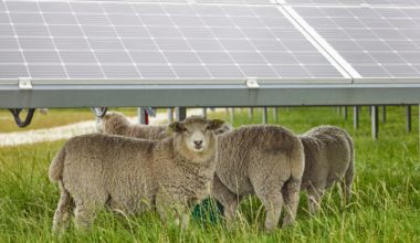 Texas ranchers now run sheep across roughly 68,000 acres of solar farms, more than half the American solar-grazing map, because goats climb the panels and chew the wires and cattle are simply too tall for the rows
