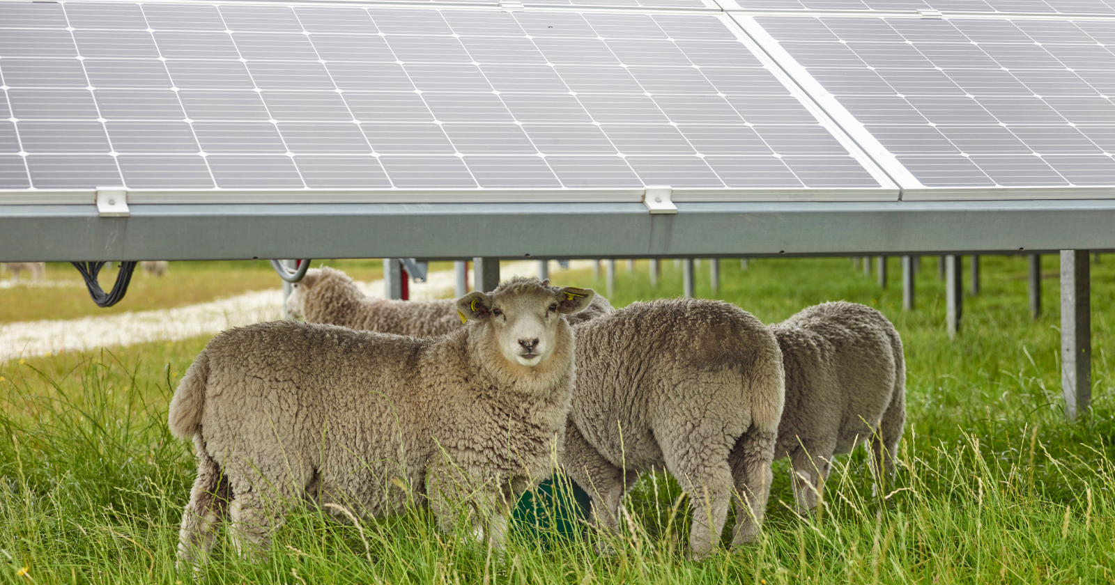 Texas ranchers now run sheep across roughly 68,000 acres of solar farms, more than half the American solar-grazing map, because goats climb the panels and chew the wires and cattle are simply too tall for the rows