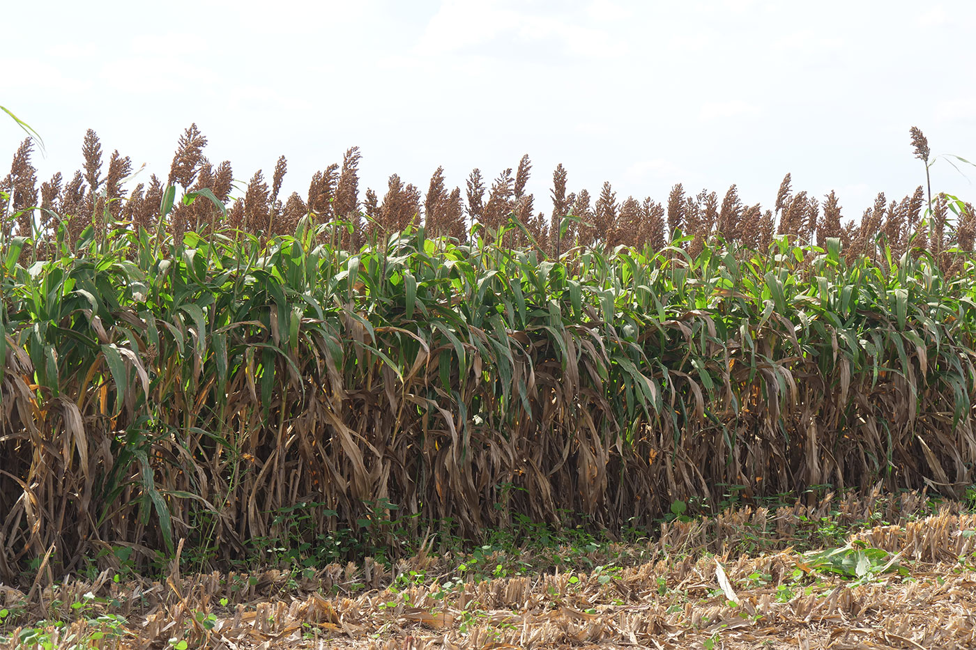 Sorghum field
