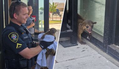 North Richland Hills officers rescue exotic pet – NBC 5 Dallas-Fort Worth
