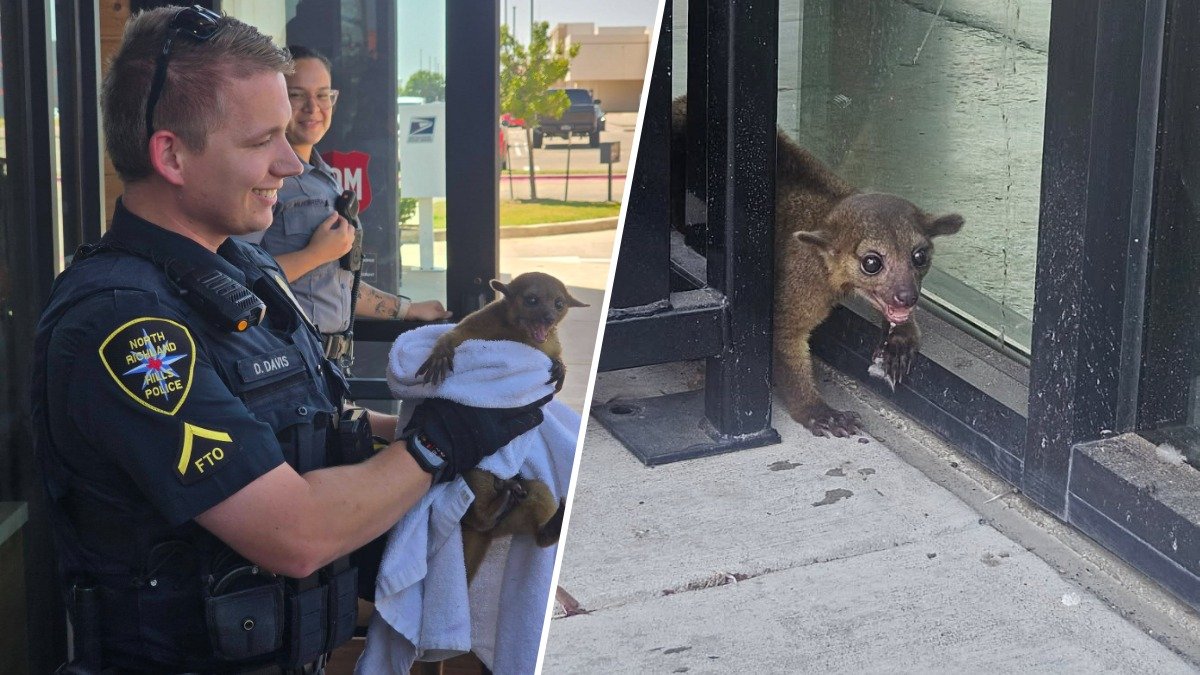 North Richland Hills officers rescue exotic pet – NBC 5 Dallas-Fort Worth