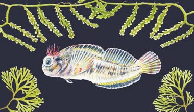 The Secret lives of Port A ’s cryptic fishes