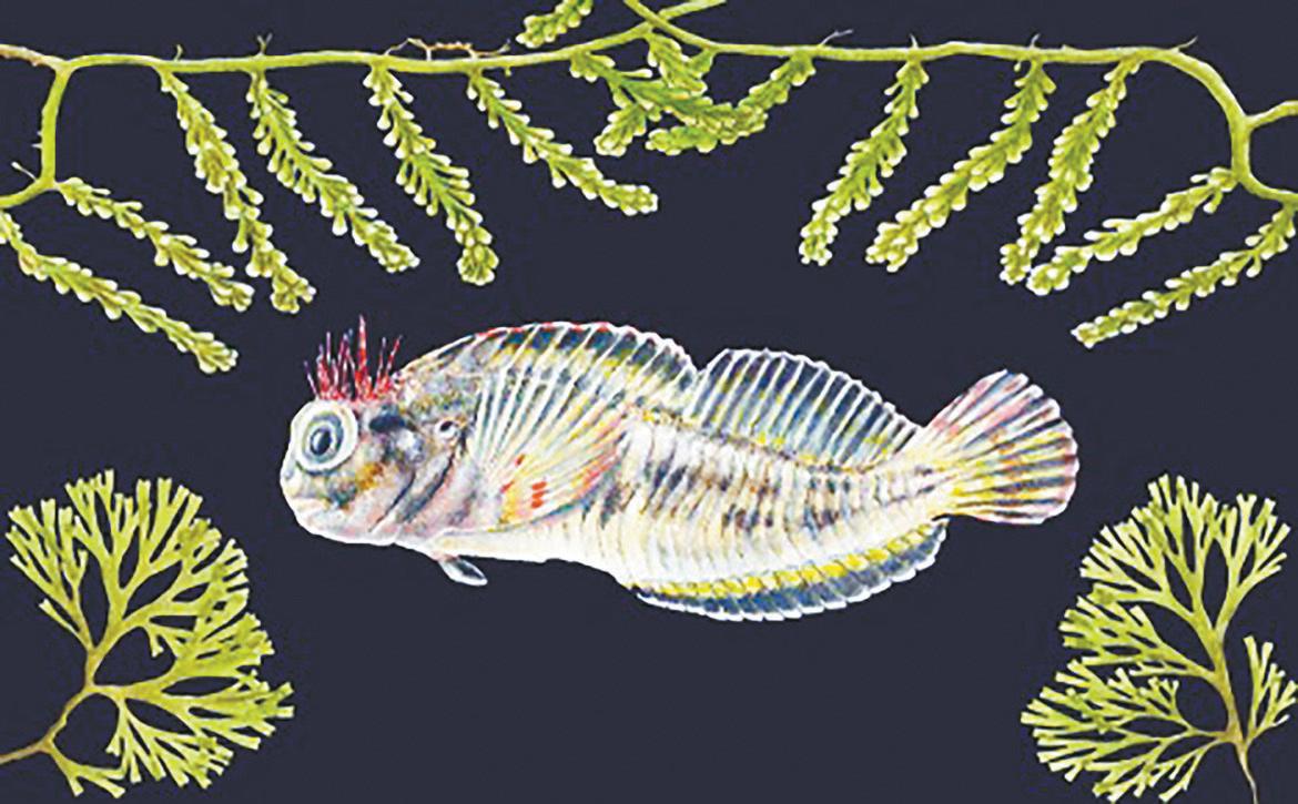 The Secret lives of Port A ’s cryptic fishes