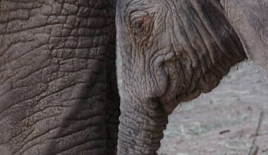 Dallas Zoo celebrates birth of 230-pound baby African elephant