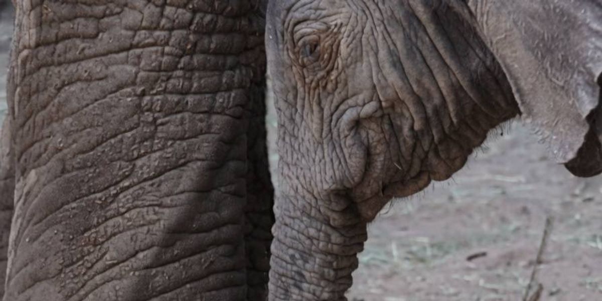 Dallas Zoo celebrates birth of 230-pound baby African elephant
