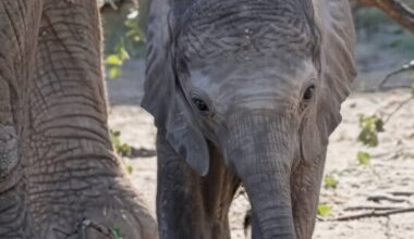 Dallas Zoo’s baby elephant Matope makes his public debut
