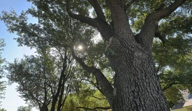 Dallas combating urban heat islands