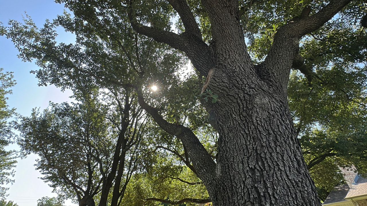 Dallas combating urban heat islands
