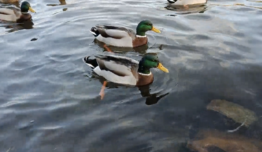Wetlands rule review threatens ducks, guides along the Laguna Madre