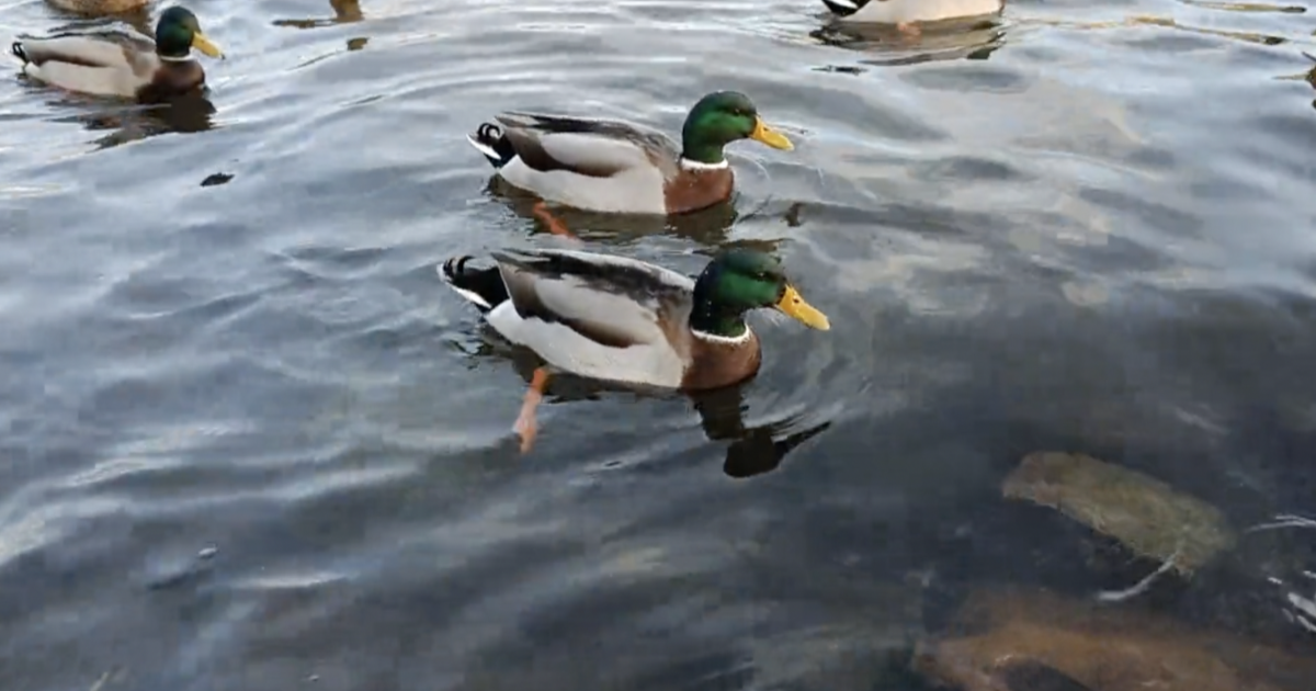 Wetlands rule review threatens ducks, guides along the Laguna Madre