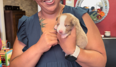 Sinton Animal Friends temporarily closes doors amid overwhelming demand