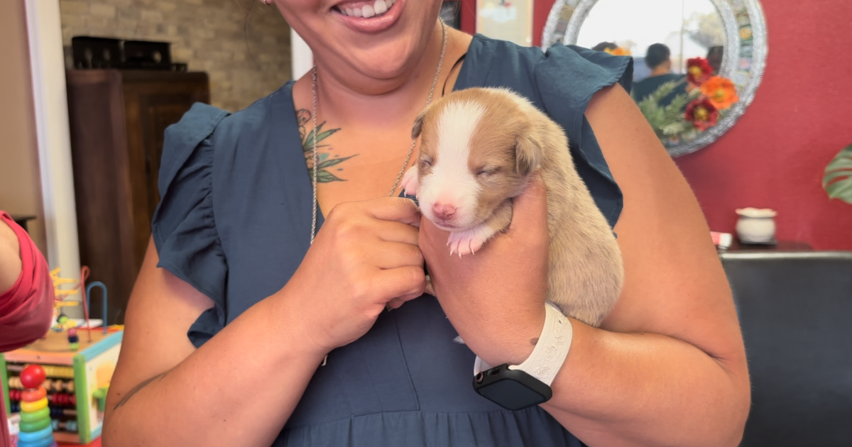 Sinton Animal Friends temporarily closes doors amid overwhelming demand