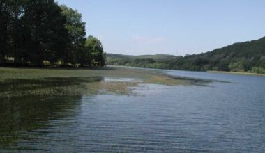 City could lower Lake Austin to combat invasive hydrilla