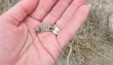 Texas horned lizards: Science is helping them to survive