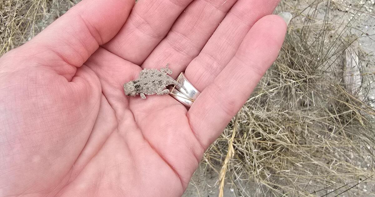 Texas horned lizards: Science is helping them to survive